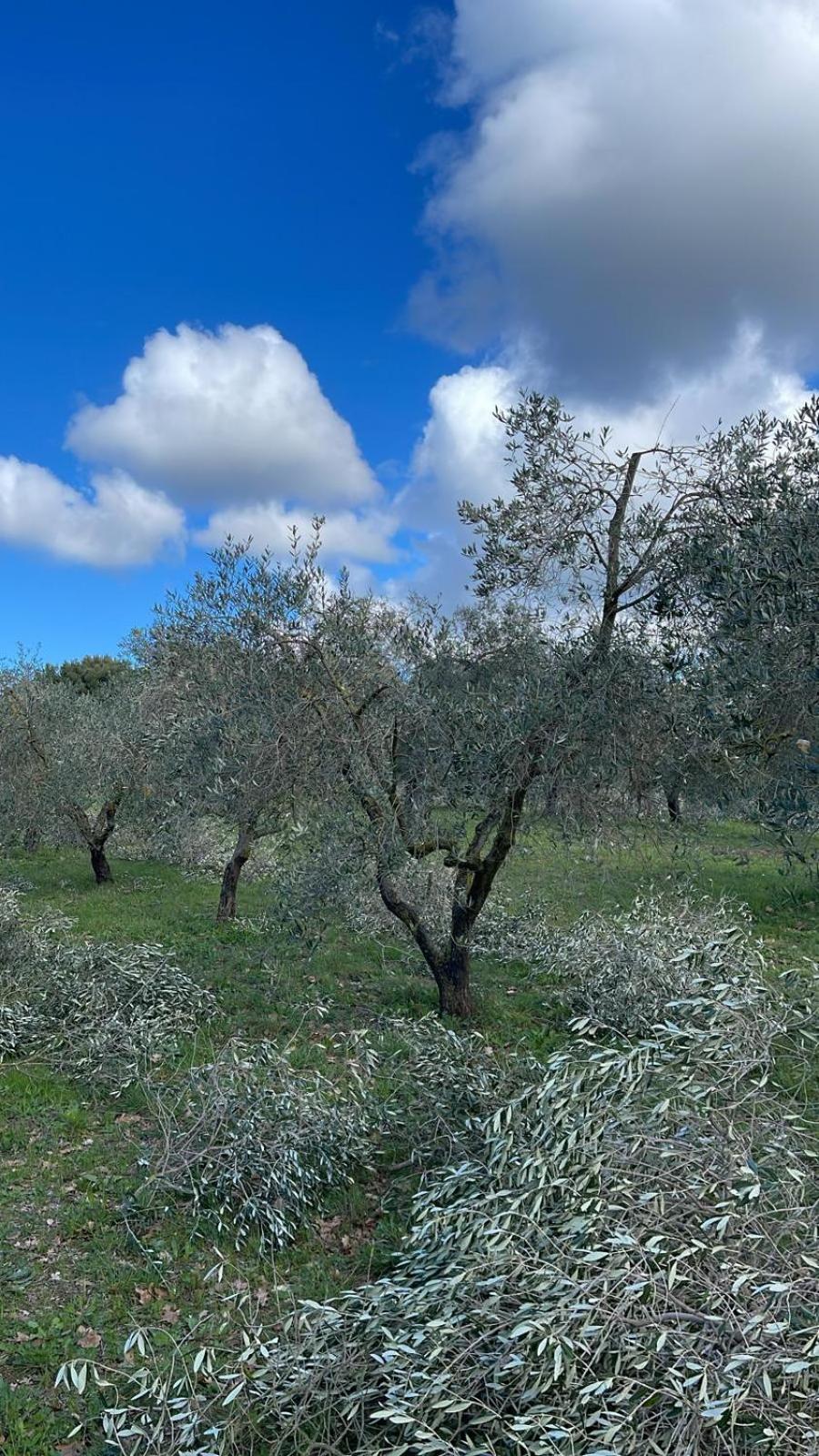 Agriturismo Podere Campalto Campiglia Marittima Dış mekan fotoğraf