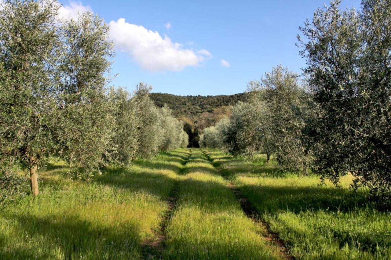 Agriturismo Podere Campalto Campiglia Marittima Oda fotoğraf